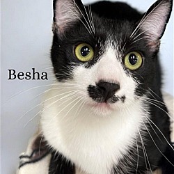 Photo of Besha & Pesha