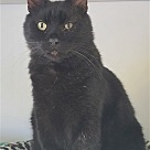 Adopt A Pet :: Yogi - Locust Grove, GA