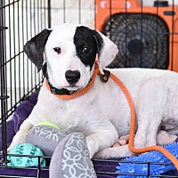 adopt a pet