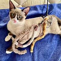 adopt a pet