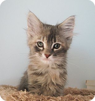 Kansas City Mo Maine Coon Meet Velvet A Pet For Adoption