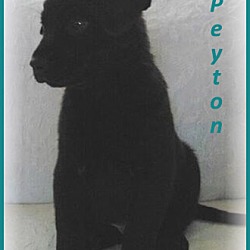 Thumbnail photo of Peyton-Adoption Pending #3