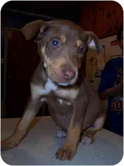 Ocala Fl Doberman Pinscher Meet Brownie A Pet For Adoption