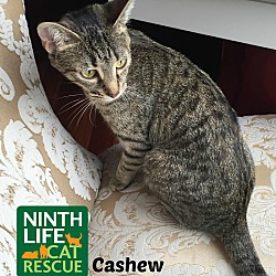 Thumbnail photo of Cashew #2