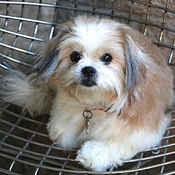 Thumbnail photo of Suki  - pending adoption #1