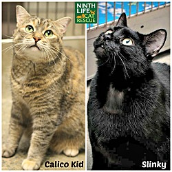 Thumbnail photo of Calico Kid & Slinky #1