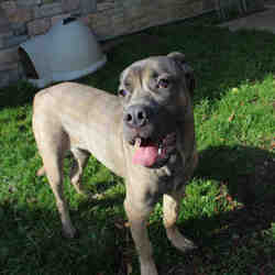 Cane Corso Puppies For Sale In Ontario Adoptapetcom