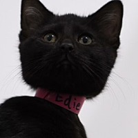 Cozy Cat Cottage Adoption Center in Powell, Ohio