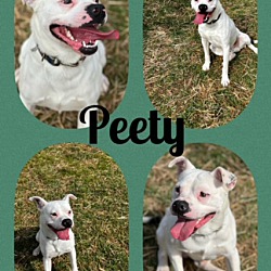 Photo of Peety
