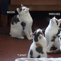 Thumbnail photo of Patches #4