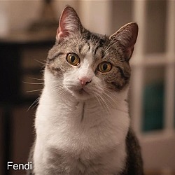Thumbnail photo of Fendi #1