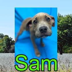 Photo of Sam