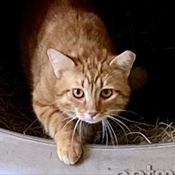 Photo of Red Rum - Working Cat