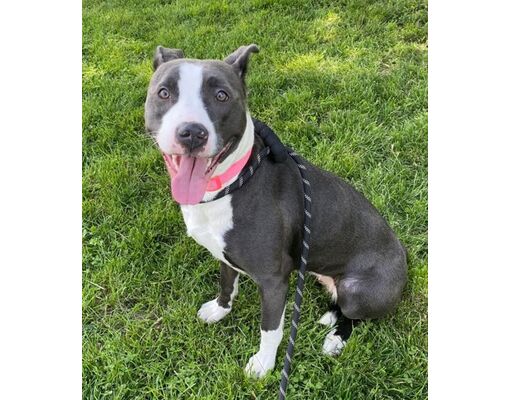 Maryville, MO - American Pit Bull Terrier/Mixed Breed (Medium). Meet ...