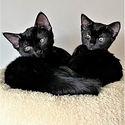 Thumbnail photo of KITTENS GALORE! ASK US! #3