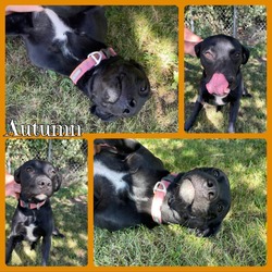 Thumbnail photo of Autumn #1