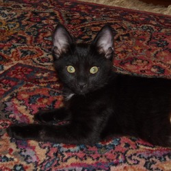 Thumbnail photo of Binx #2