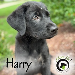 Thumbnail photo of Harry #1