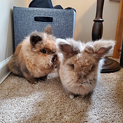 bonded pet photo