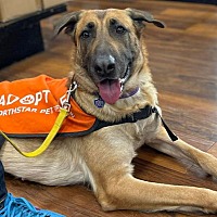 adopt a pet