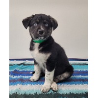 adopt-pet