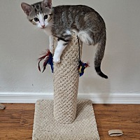 adopt a pet