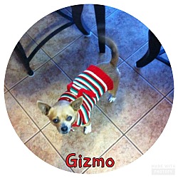 Thumbnail photo of Gizmo #1