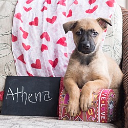 Thumbnail photo of Athena #2