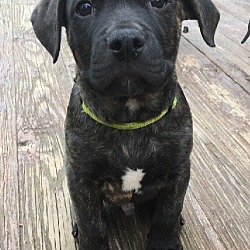 Thumbnail photo of Puppy Lime - Adoption Pending #1