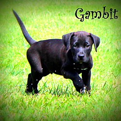 Thumbnail photo of Gambit ~ meet me! #2