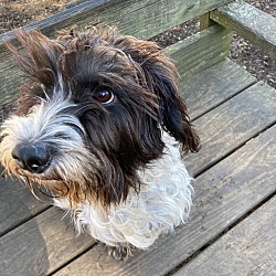 Photo of Cupcake