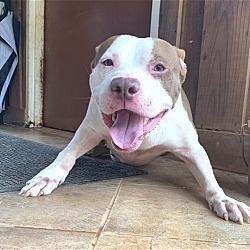 Photo of Butter Adorable Bully Boy