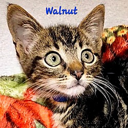 Thumbnail photo of Walnut #3