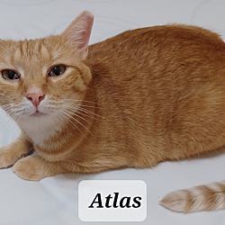 Photo of Atlas - shy & cuddly