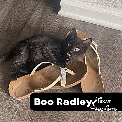 Thumbnail photo of Boo Radley #1