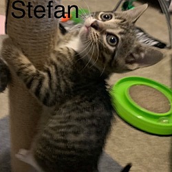 Photo of Stefan