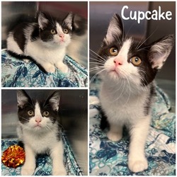 Photo of Cupcake