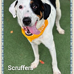 Thumbnail photo of SCRUFFERS #3