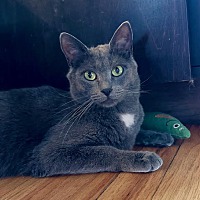 adopt a pet