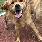 Adopt A Pet :: RUBY - Escondido, CA