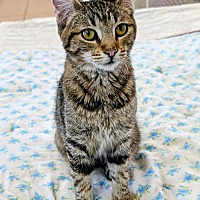 adopt-pet
