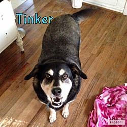 Thumbnail photo of Tinker #4