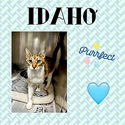 Thumbnail photo of Idaho #1