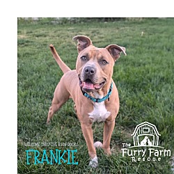 Thumbnail photo of Frankie #1