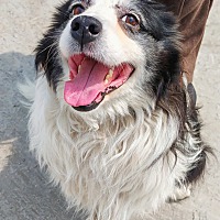 adopt-pet