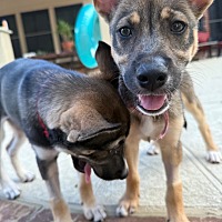 adopt a pet