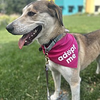 adopt a pet