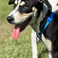 adopt a pet