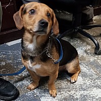 adopt a pet
