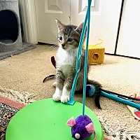 adopt a pet